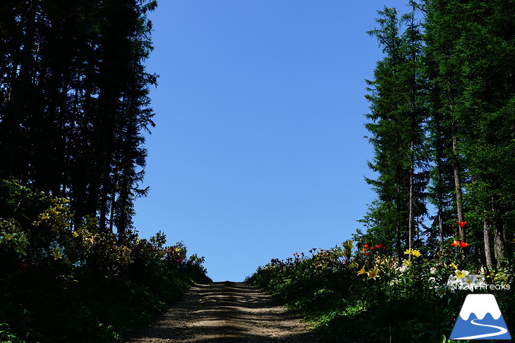 北海道最大級、213万輪のゆりの花！『オーンズ春香山ゆり園』